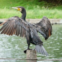 魚を食べる鳥を見つけて、釣果をアップさせましょう