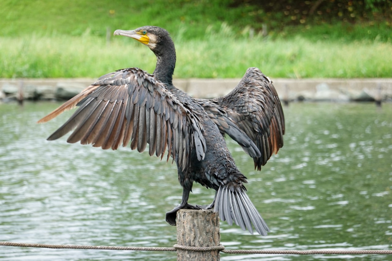 魚を食べる鳥を見つけて、釣果をアップさせましょう | BiwakoFishing