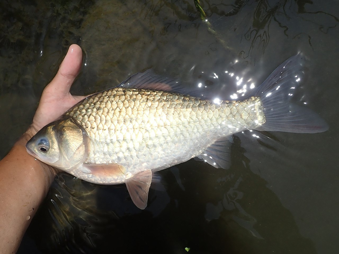 ヘラブナのエサについて、ヘラブナの養殖に関する研究のまとめ