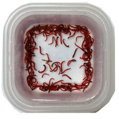 釣りエサで使用される赤虫について