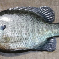 フィーダーフィッシングの困った～ブルーギルが釣れる場合～