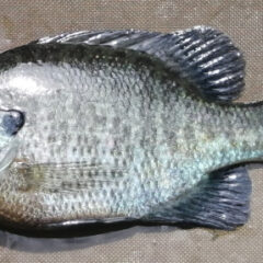 フィーダーフィッシングの困った～ブルーギルが釣れる場合～